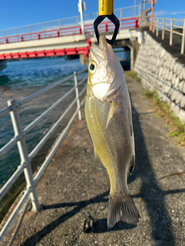 セイゴ（ヒラスズキ）の釣果