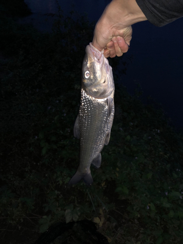 ニゴイの釣果