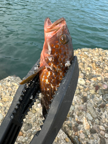 アコウの釣果