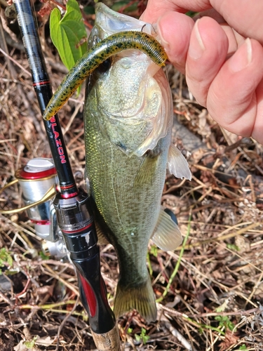 ラージマウスバスの釣果