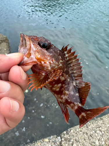 ガシラの釣果