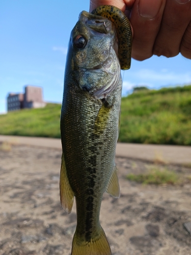 ラージマウスバスの釣果