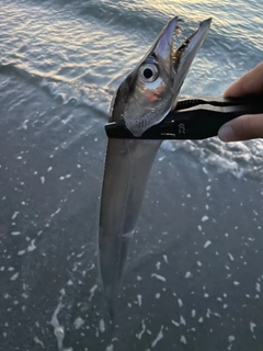 タチウオの釣果