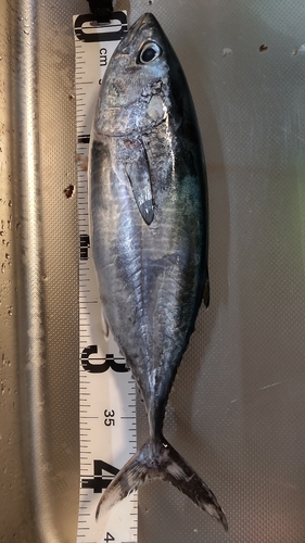 ヒラソウダの釣果