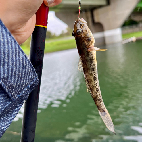 ハゼの釣果