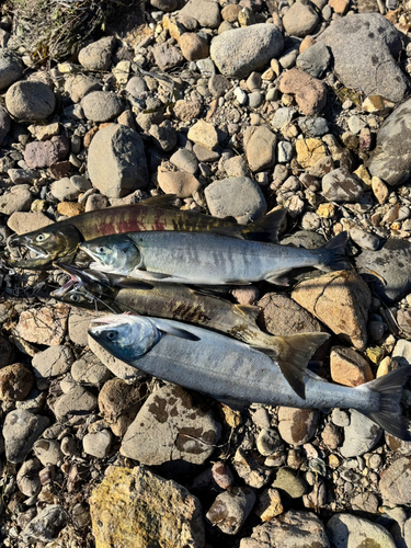 アキアジの釣果