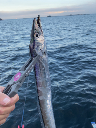 タチウオの釣果