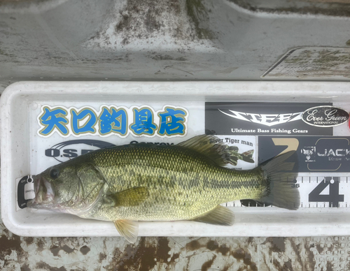 ブラックバスの釣果