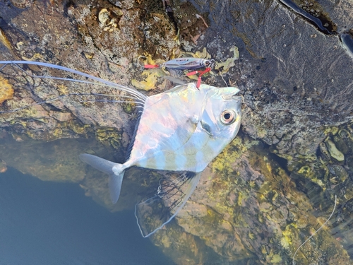 イトヒキアジの釣果