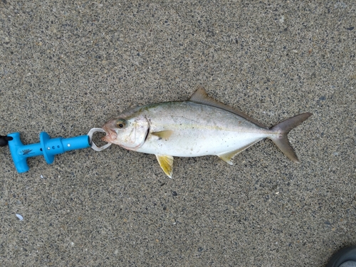 イナダの釣果