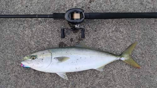 イナダの釣果