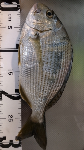 ヘダイの釣果