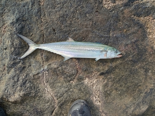 サゴシの釣果