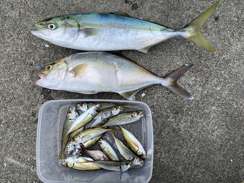 イナダの釣果