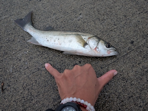 セイゴ（タイリクスズキ）の釣果