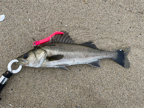 セイゴ（タイリクスズキ）の釣果