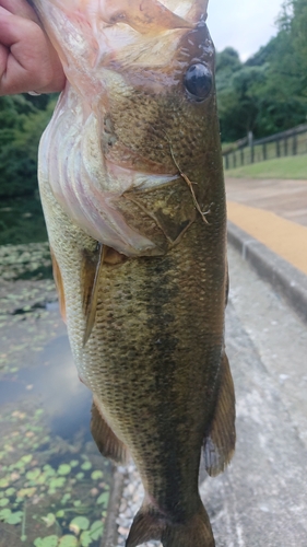 ラージマウスバスの釣果