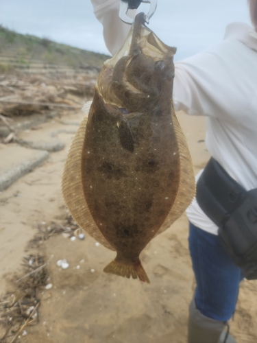 ヒラメの釣果