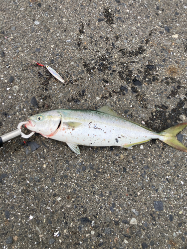 ワカシの釣果