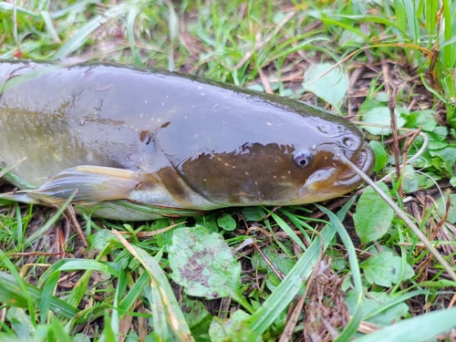 ナマズの釣果