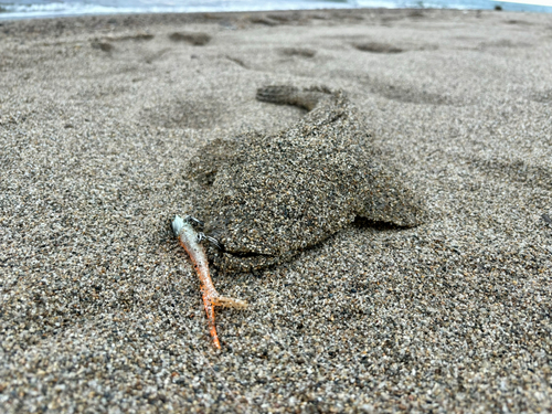 マゴチの釣果