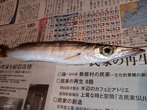 カマスの釣果