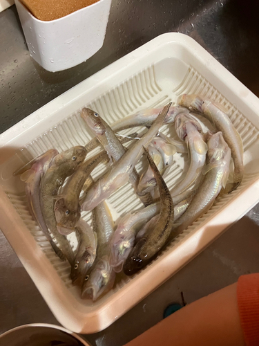 ハゼの釣果