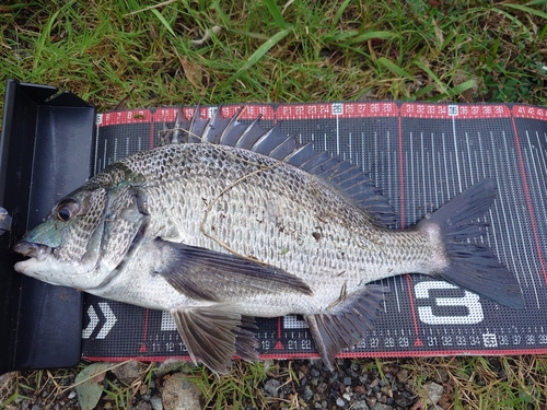 クロダイの釣果