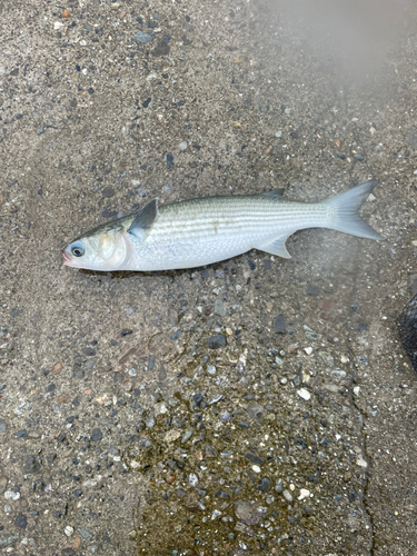 ボラの釣果