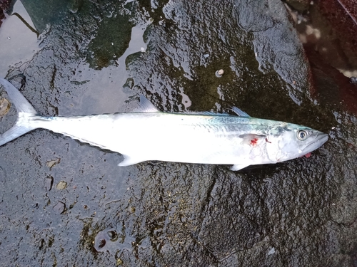 サゴシの釣果