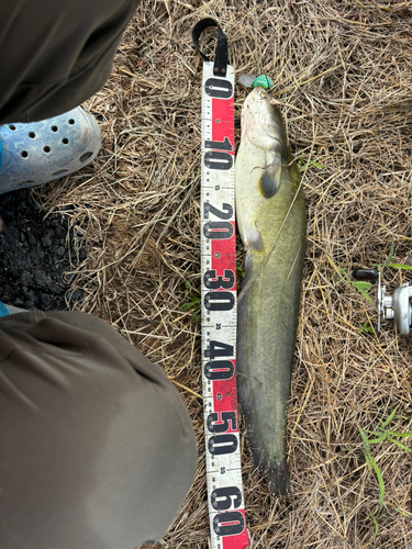 マナマズの釣果