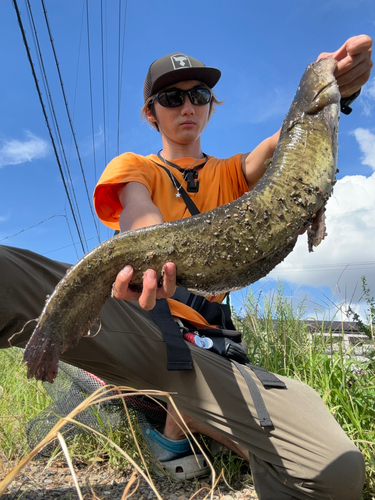 マナマズの釣果