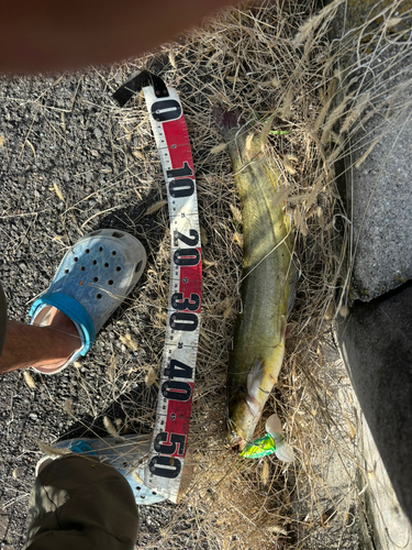 マナマズの釣果