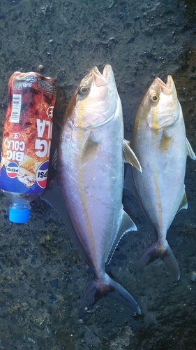 ショゴの釣果