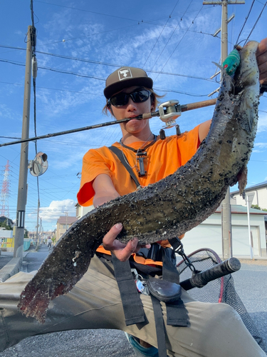 マナマズの釣果