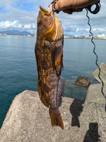 アブラコの釣果