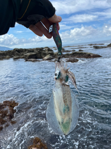 スズキの釣果