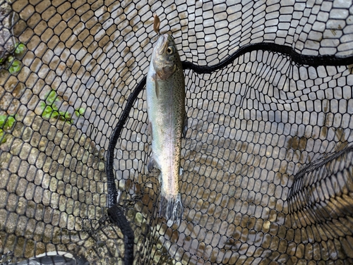 ニジマスの釣果