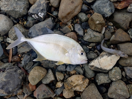 奥浜名湖