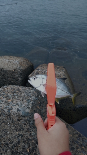 メッキの釣果