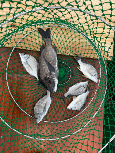 チヌの釣果