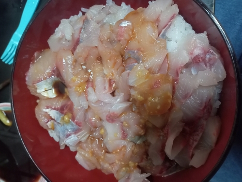 サッパの釣果