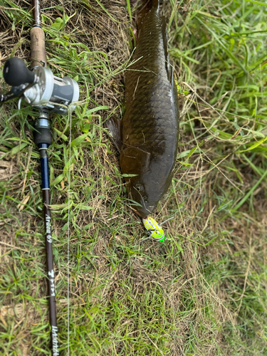 コイの釣果