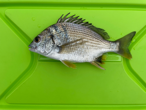 キビレの釣果