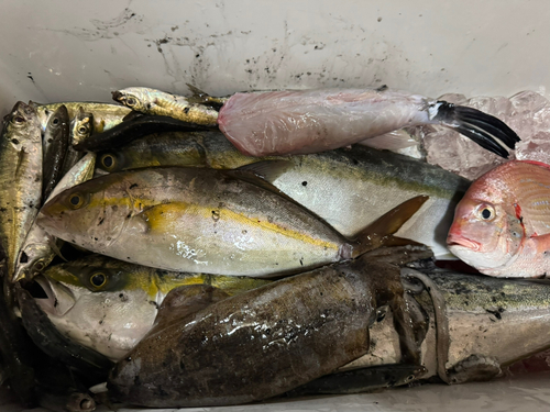 ハマチの釣果