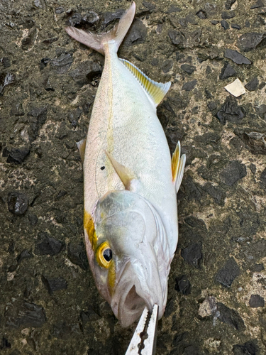 ネリゴの釣果