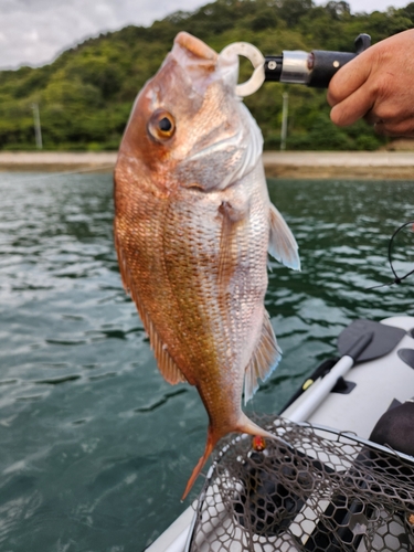 タイの釣果