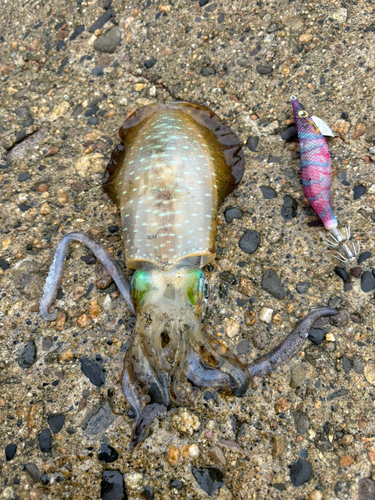 アオリイカの釣果