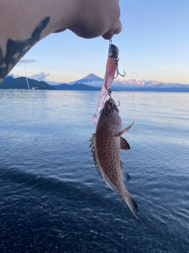 オオモンハタの釣果