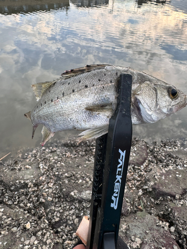 セイゴ（ヒラスズキ）の釣果